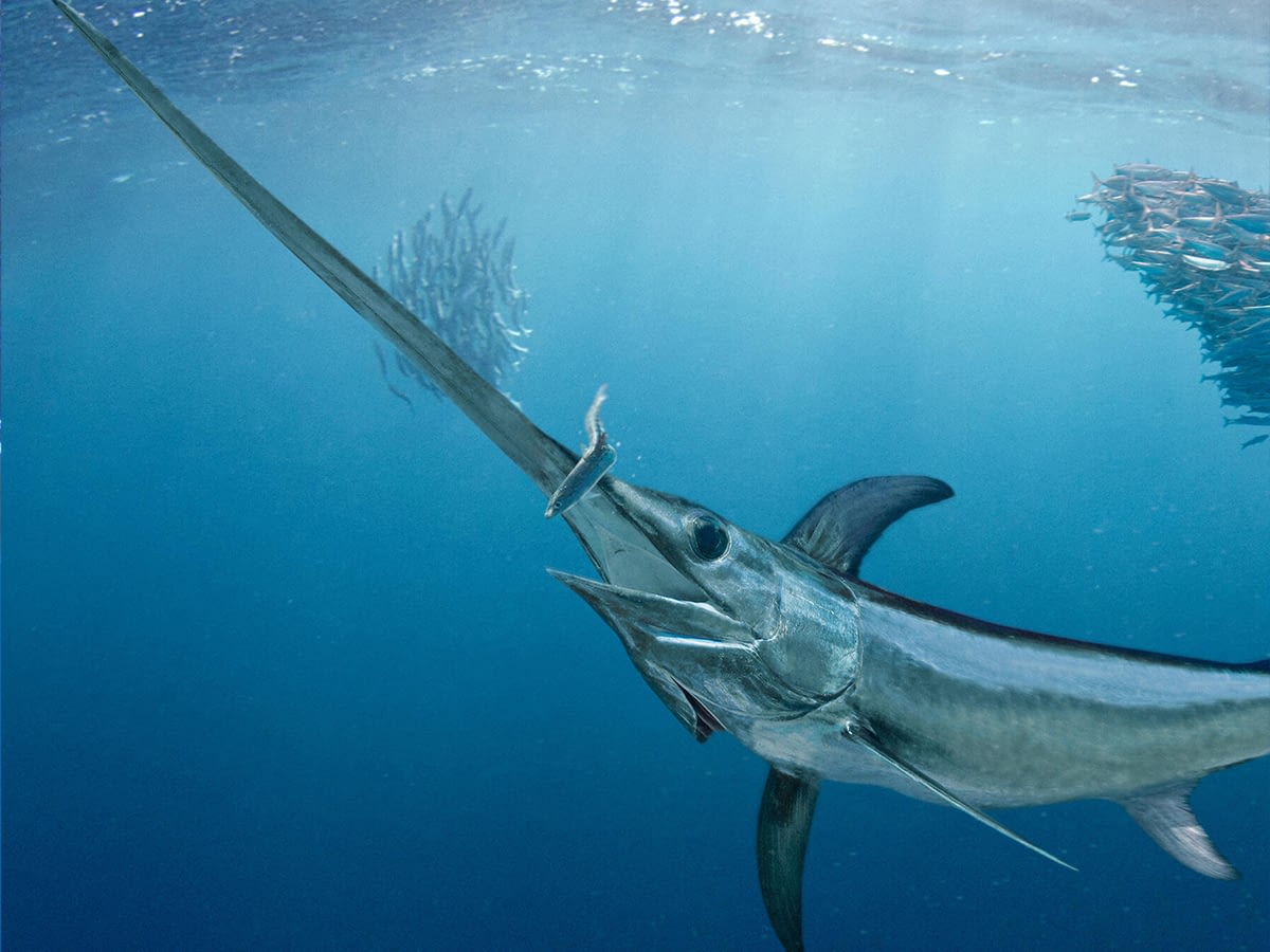 Deep sea fishing charter swordfish 1