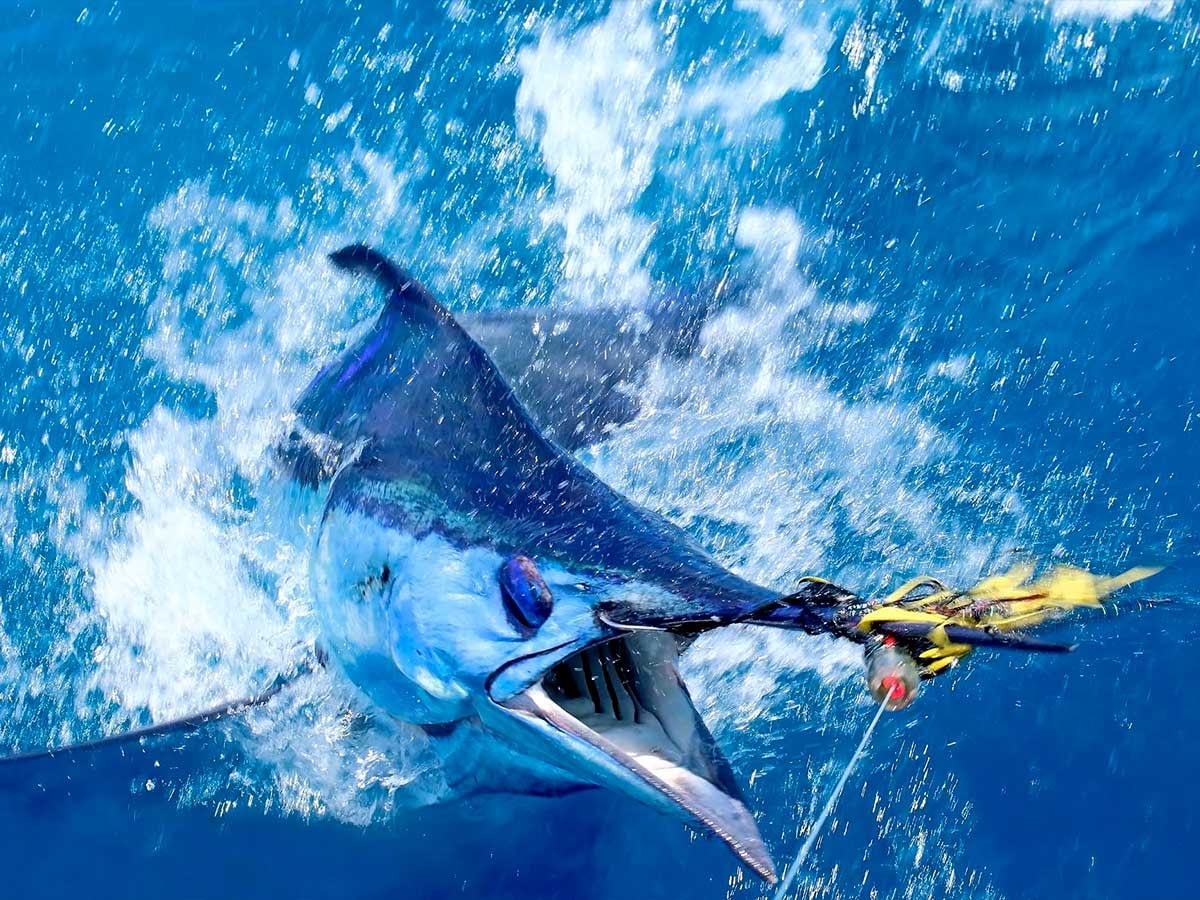 blue-marlin-deep-sea-fishing-in-cabo-san-lucas-1200x900-1.jpg
