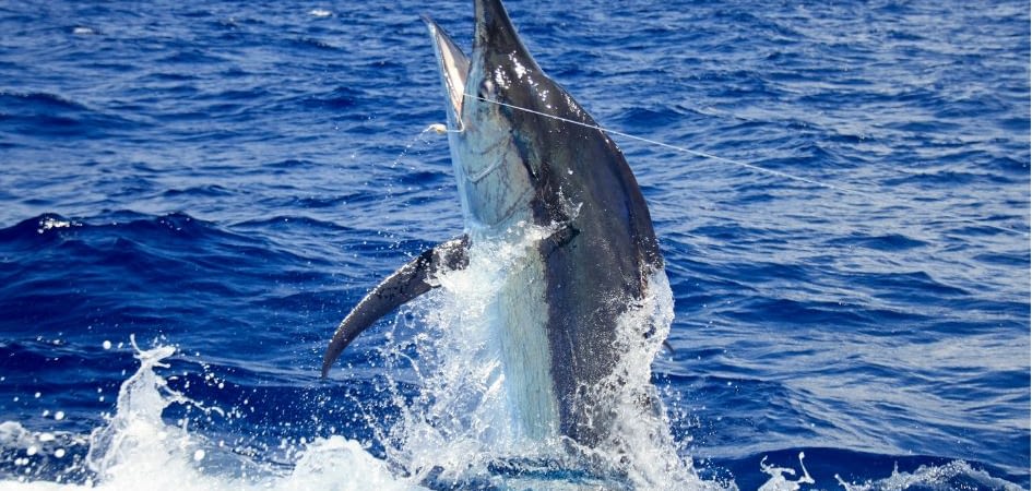 marlin Los Cabos