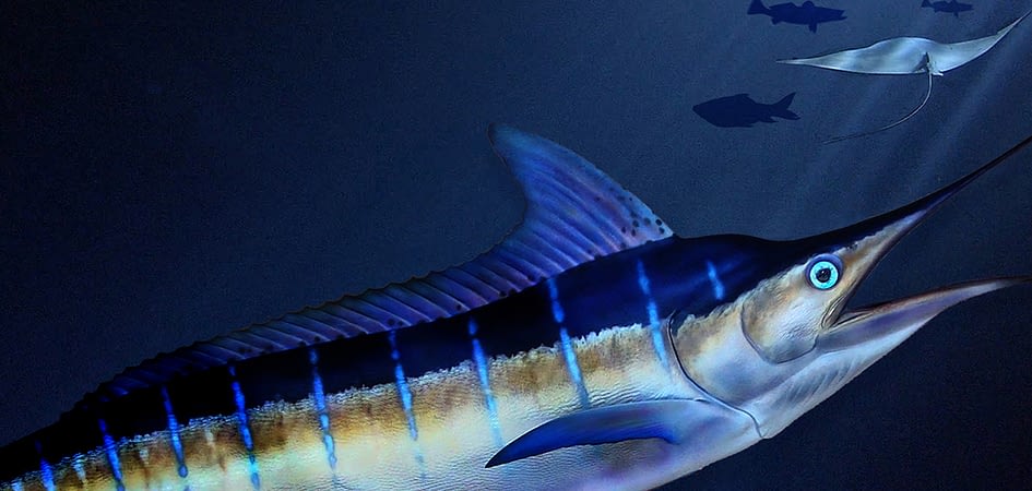 Boat-Rental-in-Cabo-San-Lucas-and-fish-a-Billfish.jpg