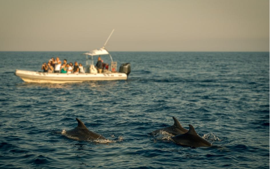 swimming with dolphins Los Cabos 02