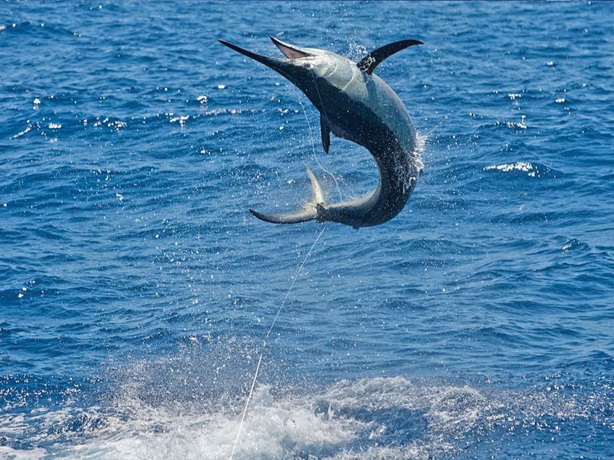 Best-Cabo-fishing-charters.jpg