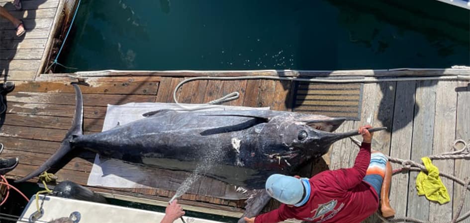 Gigant-blue-marlin-cachted.jpg