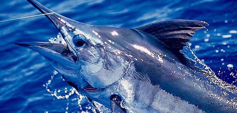 Blue-marlin-fishing-cabo.jpg