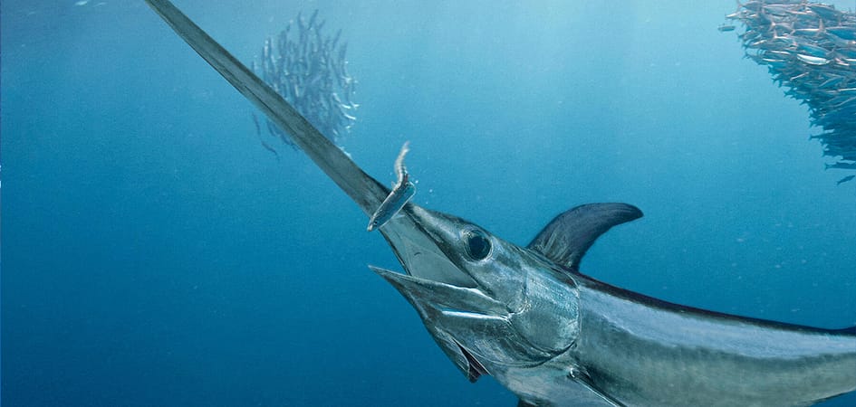 Deep-sea-fishing-charter-swordfish.jpg
