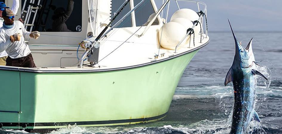 profesional fishermen fishing a blue marlin
