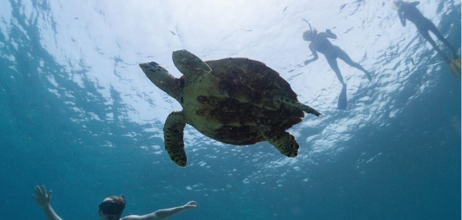 snorkel in Los Cabos