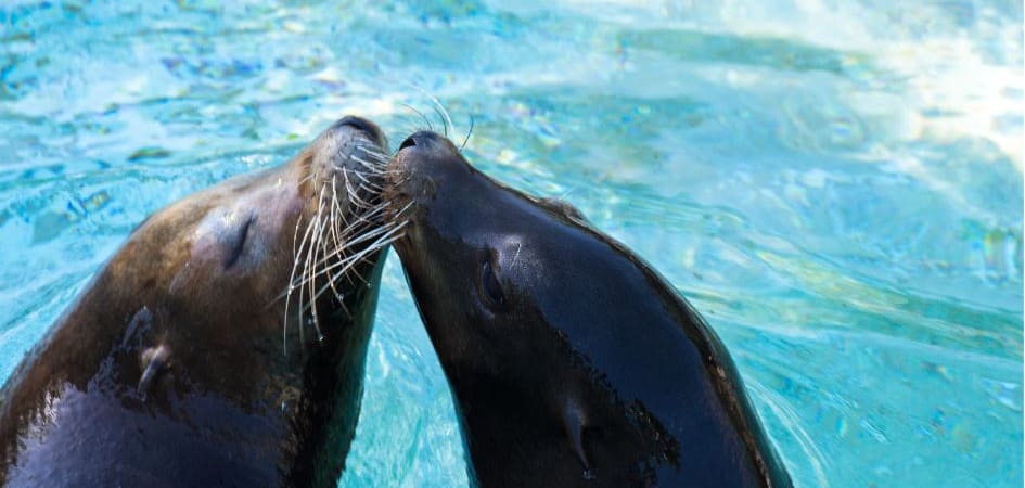 sea lions